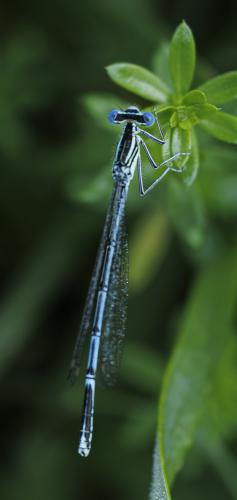 Platycnemis pennipes